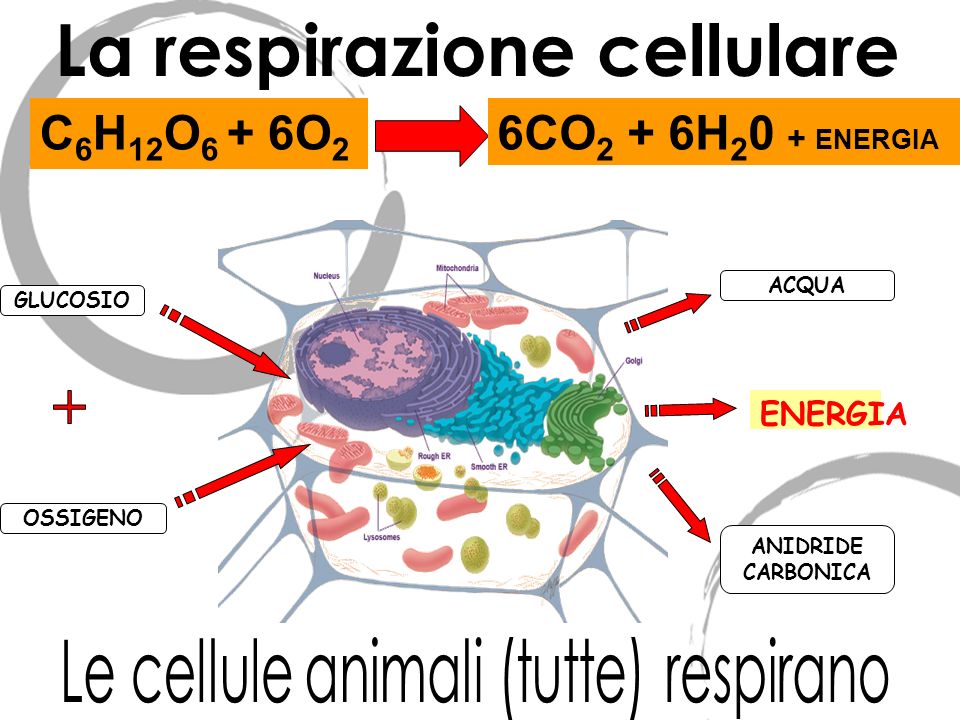 Le cellule animali (tutte) respirano