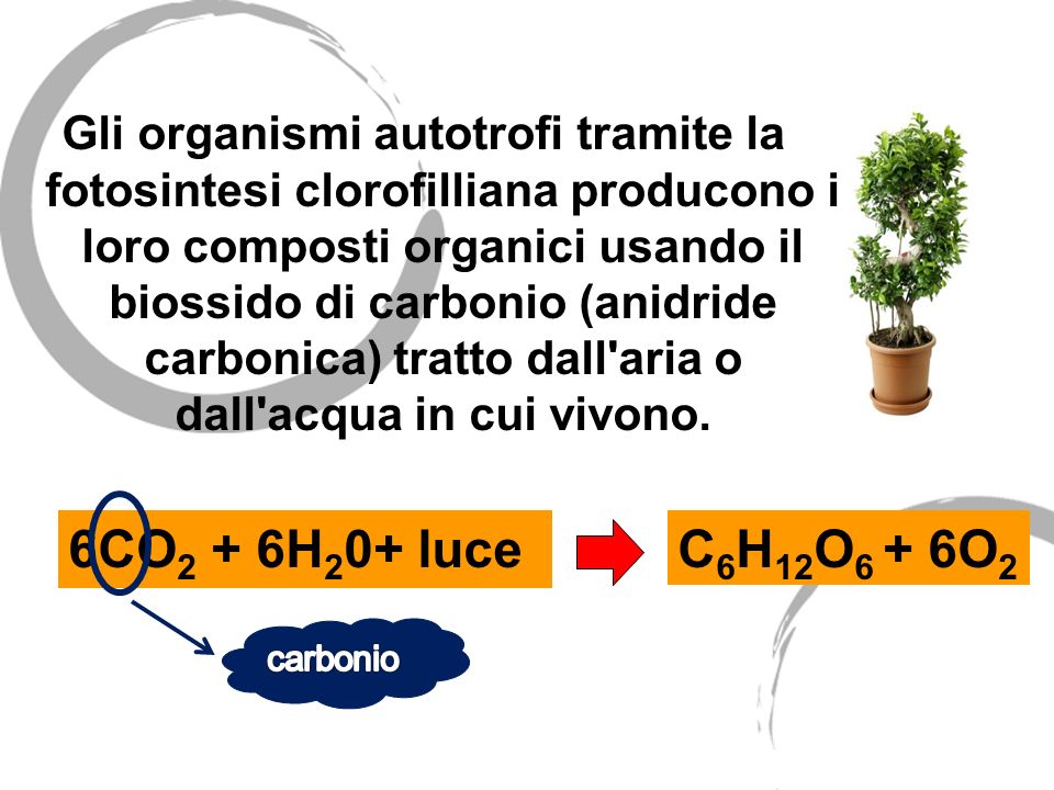 Gli organismi autotrofi tramite la fotosintesi clorofilliana producono i loro composti organici usando il biossido di carbonio (anidride carbonica) tratto dall aria o dall acqua in cui vivono.