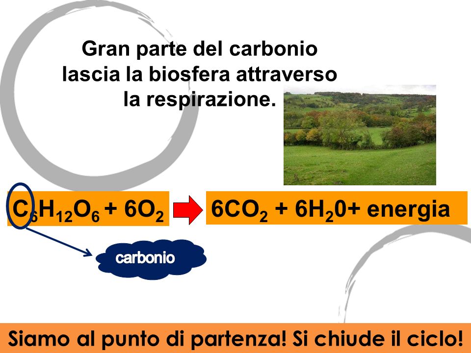 Gran parte del carbonio lascia la biosfera attraverso la respirazione.