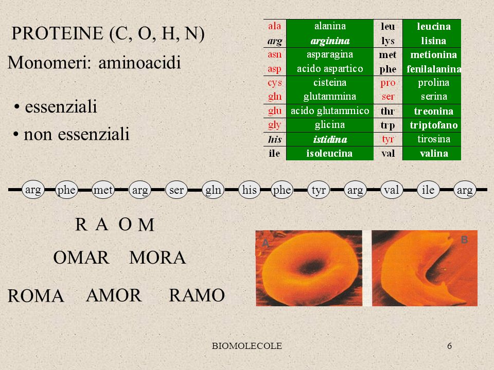 PROTEINE (C, O, H, N) Monomeri: aminoacidi essenziali non essenziali R