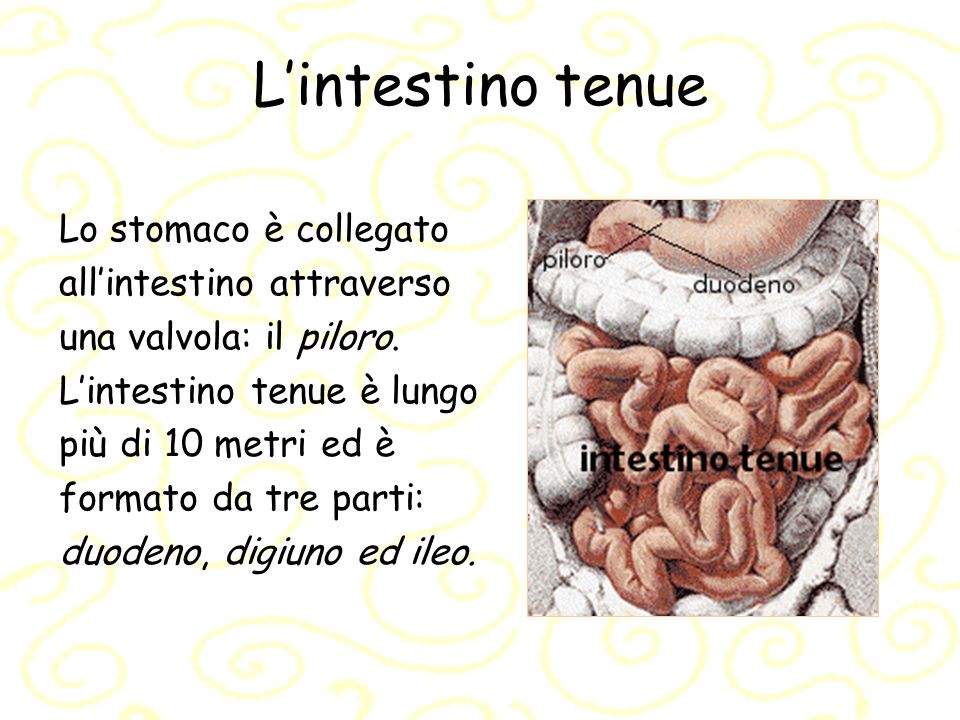 L’intestino tenue Lo stomaco è collegato all’intestino attraverso