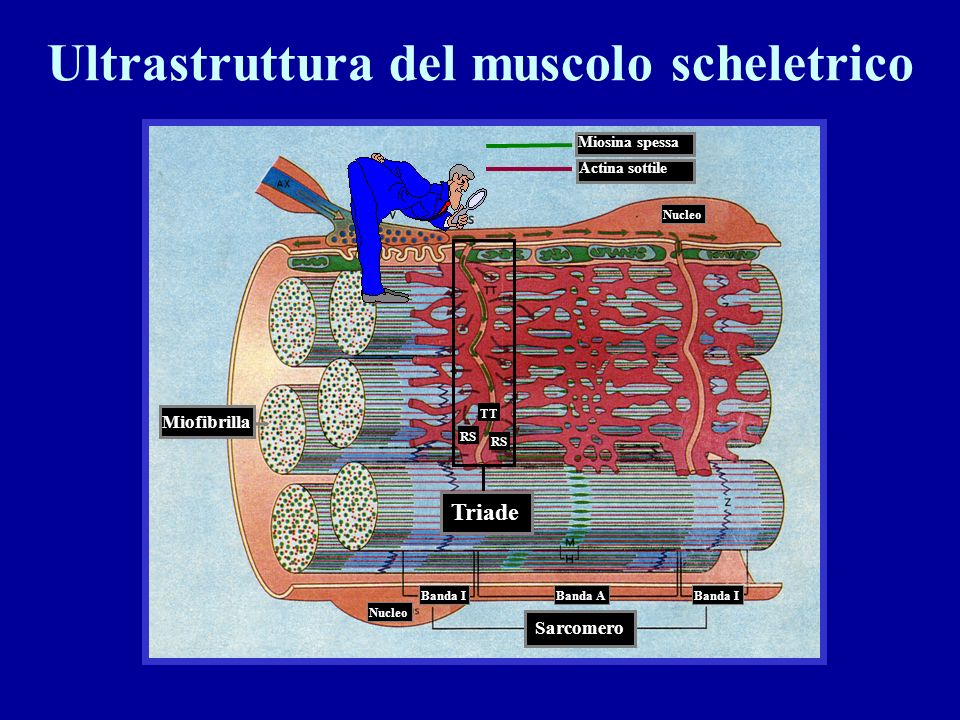 Ultrastruttura del muscolo scheletrico