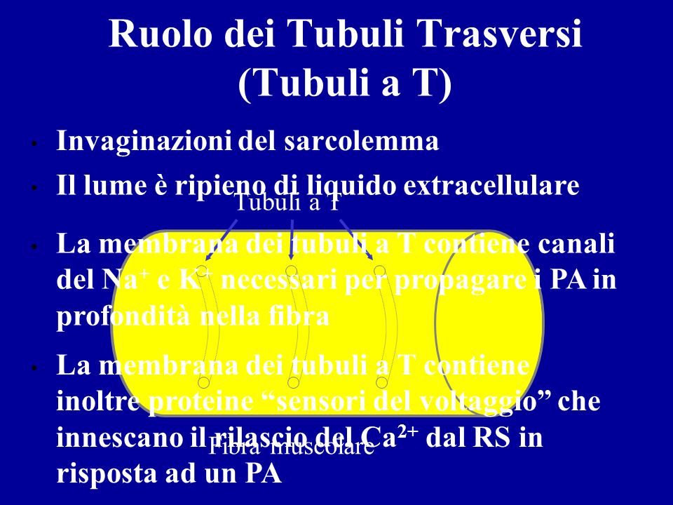 Ruolo dei Tubuli Trasversi (Tubuli a T)