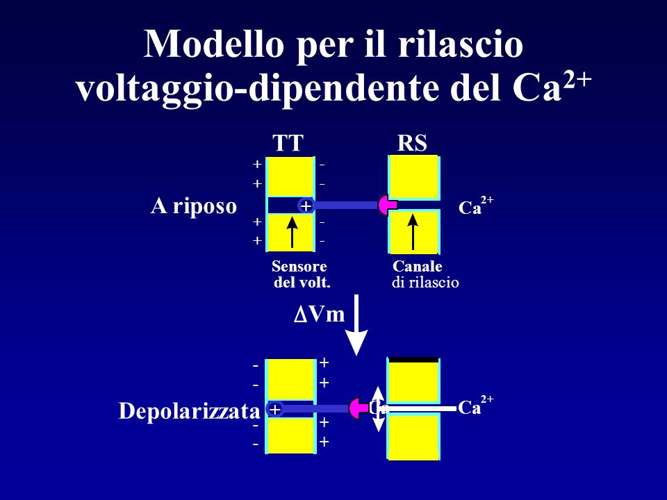 Modello per il rilascio voltaggio-dipendente del Ca2+