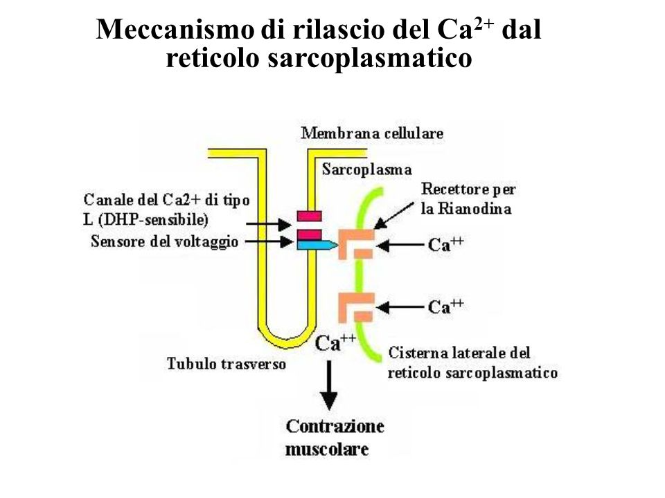 Meccanismo di rilascio del Ca2+ dal reticolo sarcoplasmatico