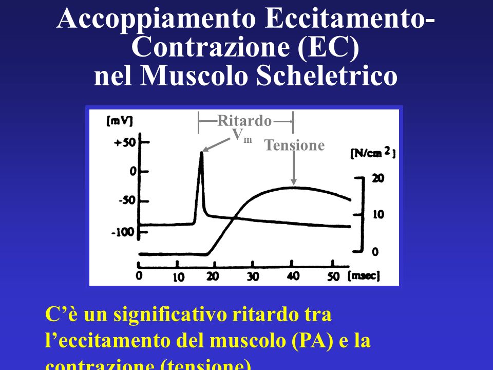Accoppiamento Eccitamento-Contrazione (EC) nel Muscolo Scheletrico