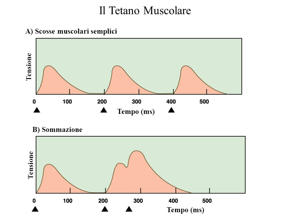 Il Tetano Muscolare A) Scosse muscolari semplici Tensione Tempo (ms)
