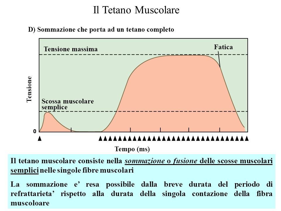 Il Tetano Muscolare Tempo (ms) Tensione. Tensione massima. D) Sommazione che porta ad un tetano completo.