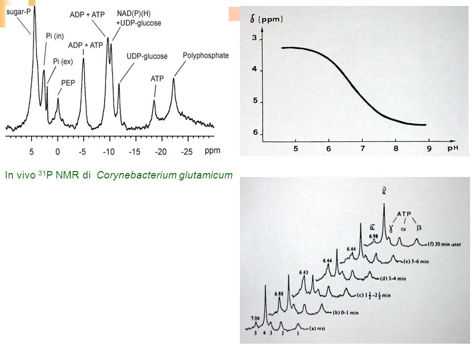 In vivo 31P NMR di Corynebacterium glutamicum
