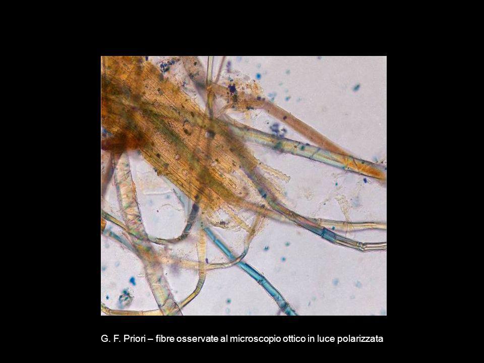 G. F. Priori – fibre osservate al microscopio ottico in luce polarizzata
