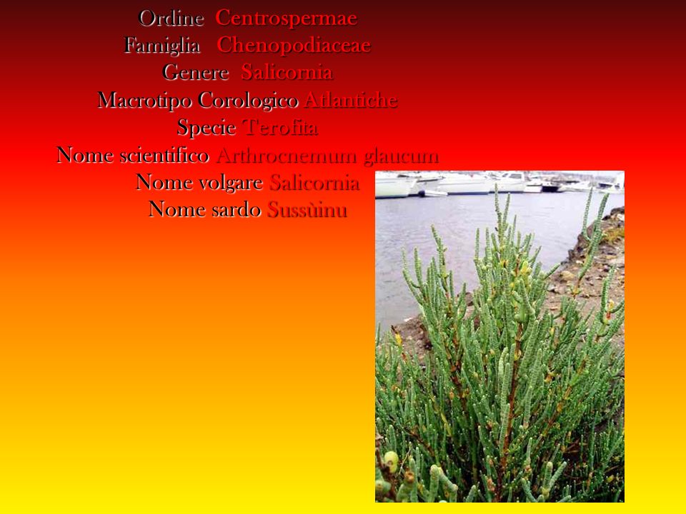 Famiglia Chenopodiaceae Genere Salicornia