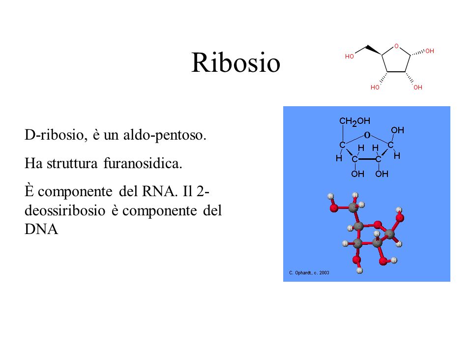 Ribosio D-ribosio, è un aldo-pentoso. Ha struttura furanosidica.