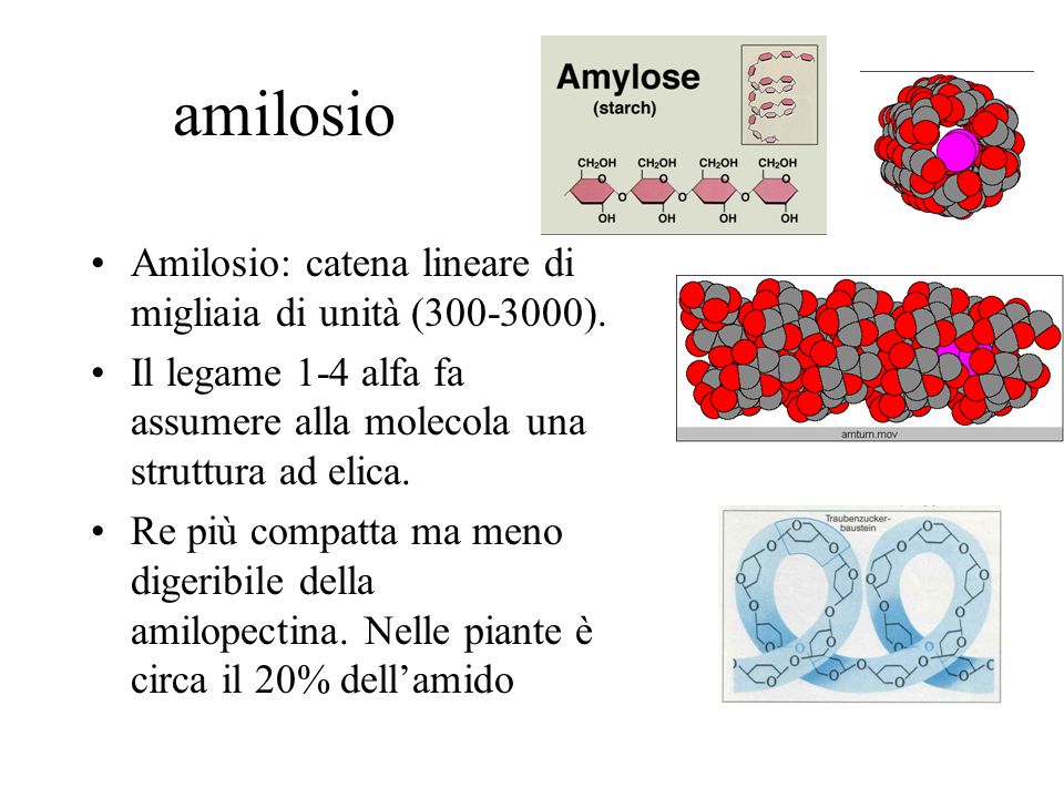 amilosio Amilosio: catena lineare di migliaia di unità ( ).