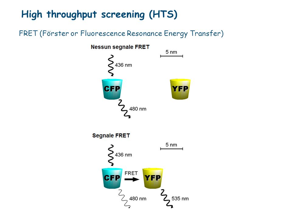 High throughput screening (HTS)