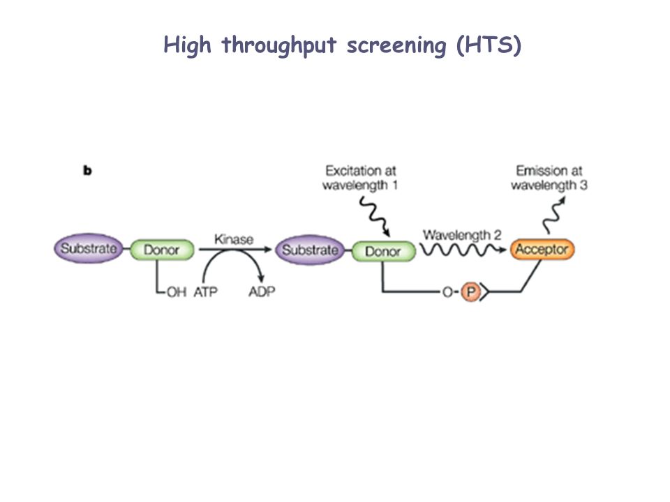 High throughput screening (HTS)