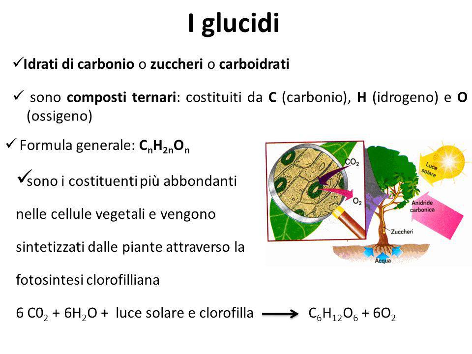 I glucidi Idrati di carbonio o zuccheri o carboidrati
