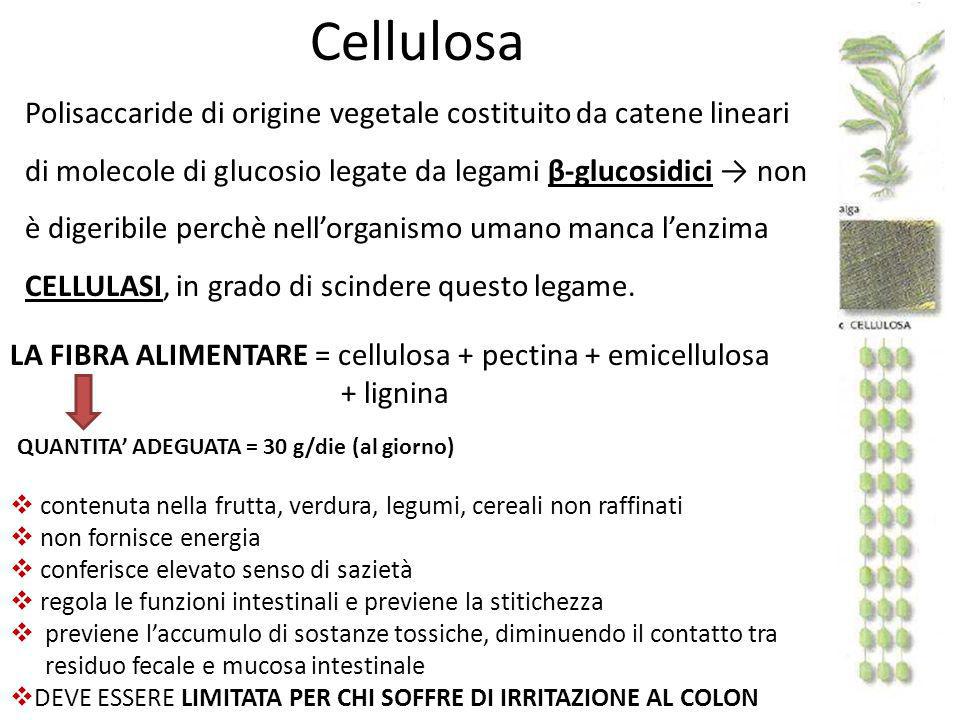 Cellulosa Polisaccaride di origine vegetale costituito da catene lineari.