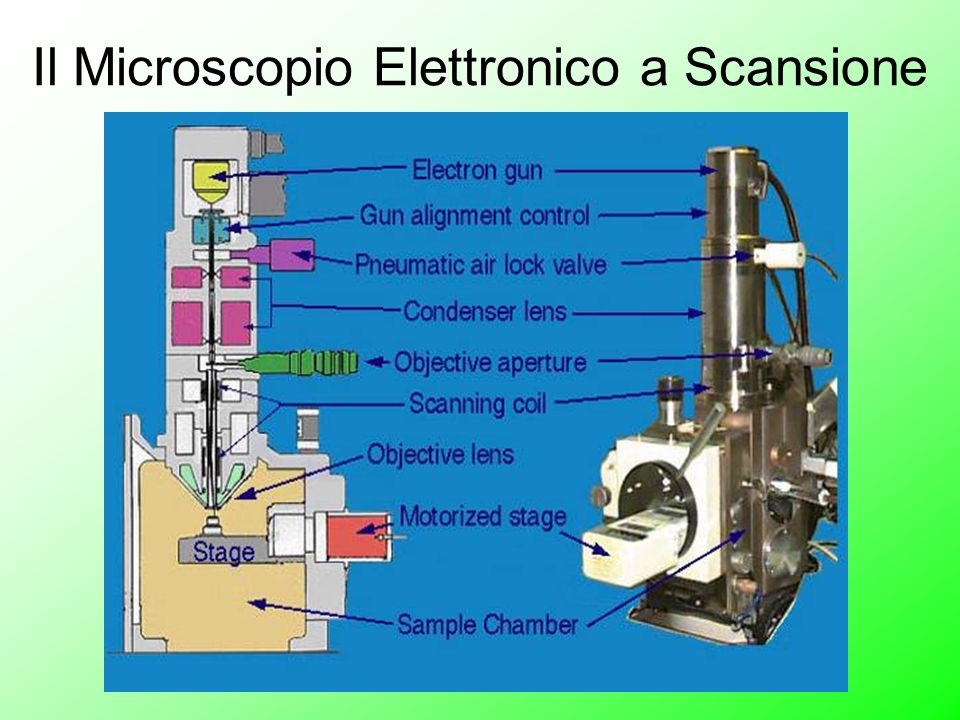 Il Microscopio Elettronico a Scansione - ppt video online scaricare