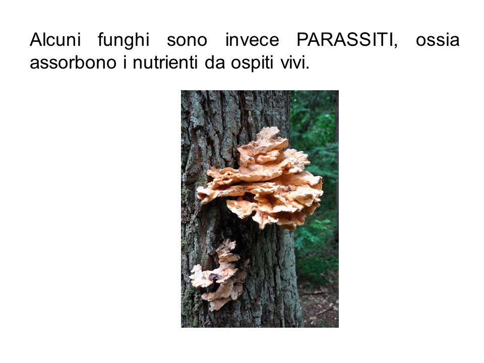 Alcuni funghi sono invece PARASSITI, ossia assorbono i nutrienti da ospiti vivi.