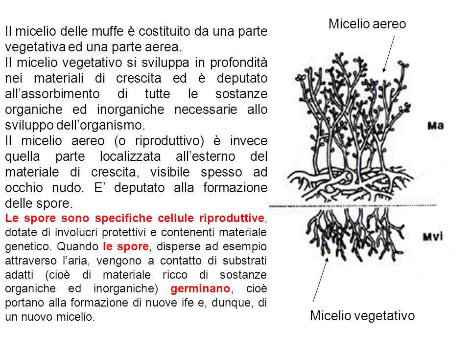 Micelio aereo Il micelio delle muffe è costituito da una parte vegetativa ed una parte aerea.