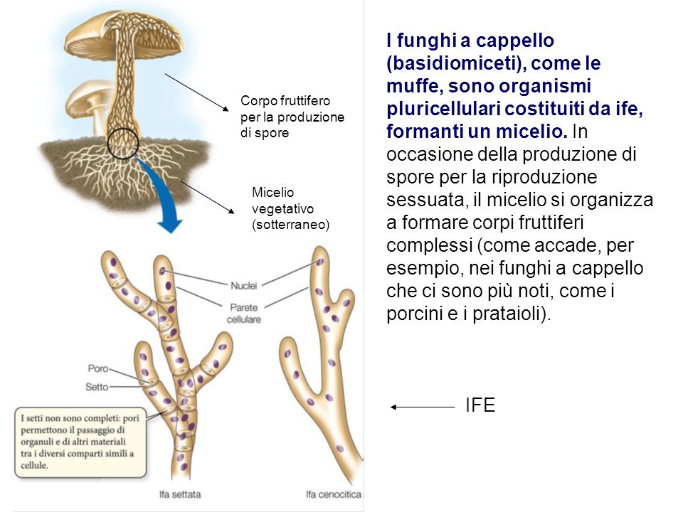 I funghi a cappello (basidiomiceti), come le muffe, sono organismi pluricellulari costituiti da ife, formanti un micelio. In occasione della produzione di spore per la riproduzione sessuata, il micelio si organizza a formare corpi fruttiferi complessi (come accade, per esempio, nei funghi a cappello che ci sono più noti, come i porcini e i prataioli).