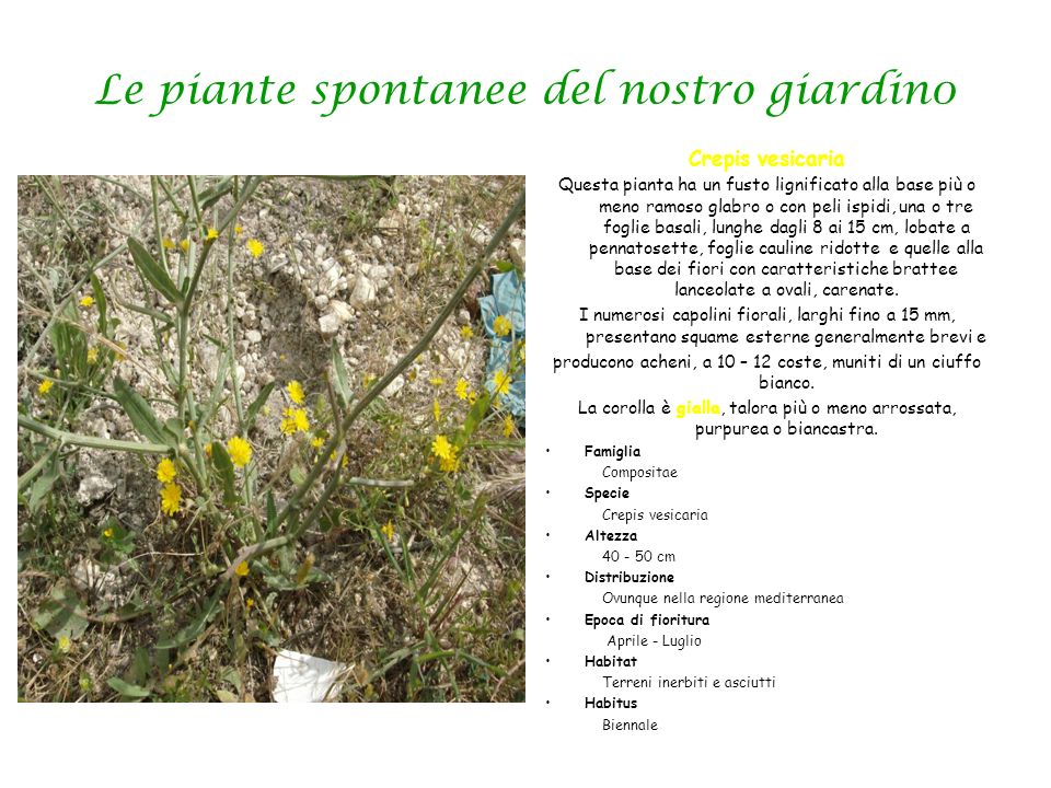 Le piante spontanee del nostro giardin0