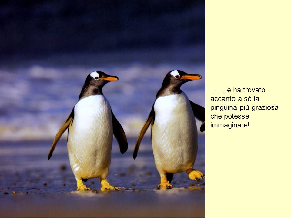 …….e ha trovato accanto a sé la pinguina più graziosa che potesse immaginare!