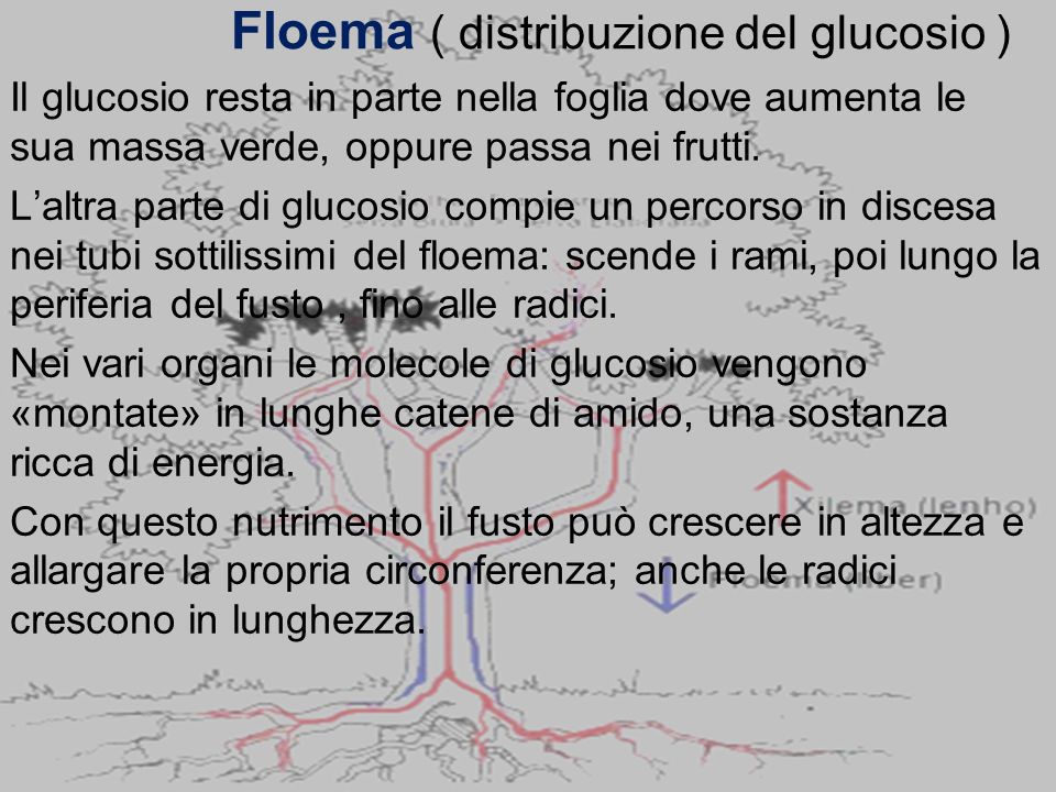 Floema ( distribuzione del glucosio )