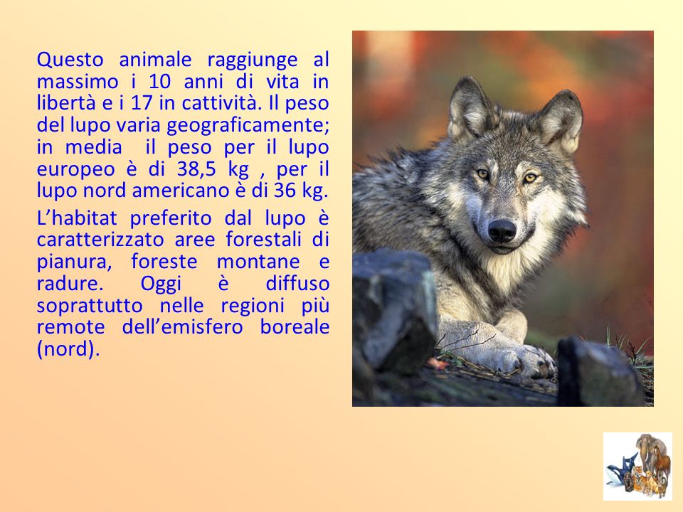 Questo animale raggiunge al massimo i 10 anni di vita in libertà e i 17 in cattività. Il peso del lupo varia geograficamente; in media il peso per il lupo europeo è di 38,5 kg , per il lupo nord americano è di 36 kg.