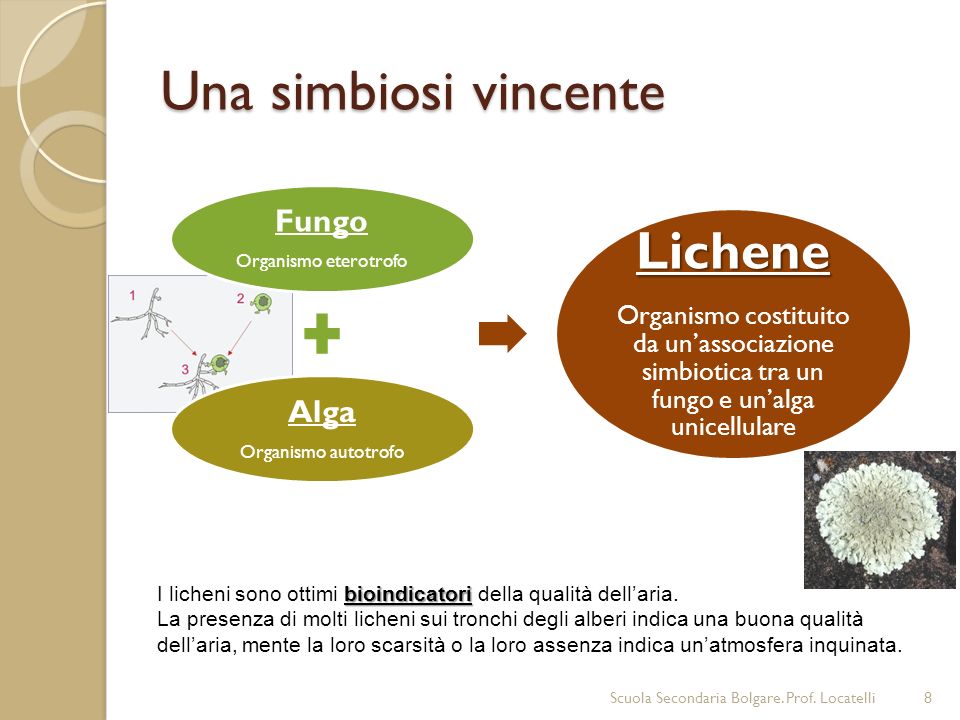 Una simbiosi vincente Lichene Fungo Alga