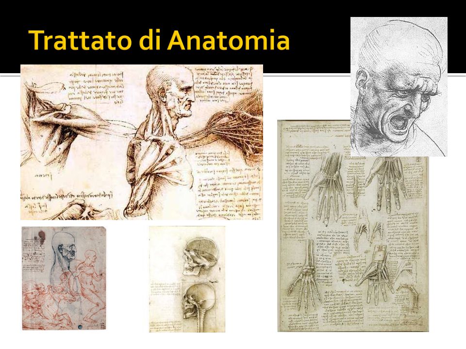 Trattato di Anatomia