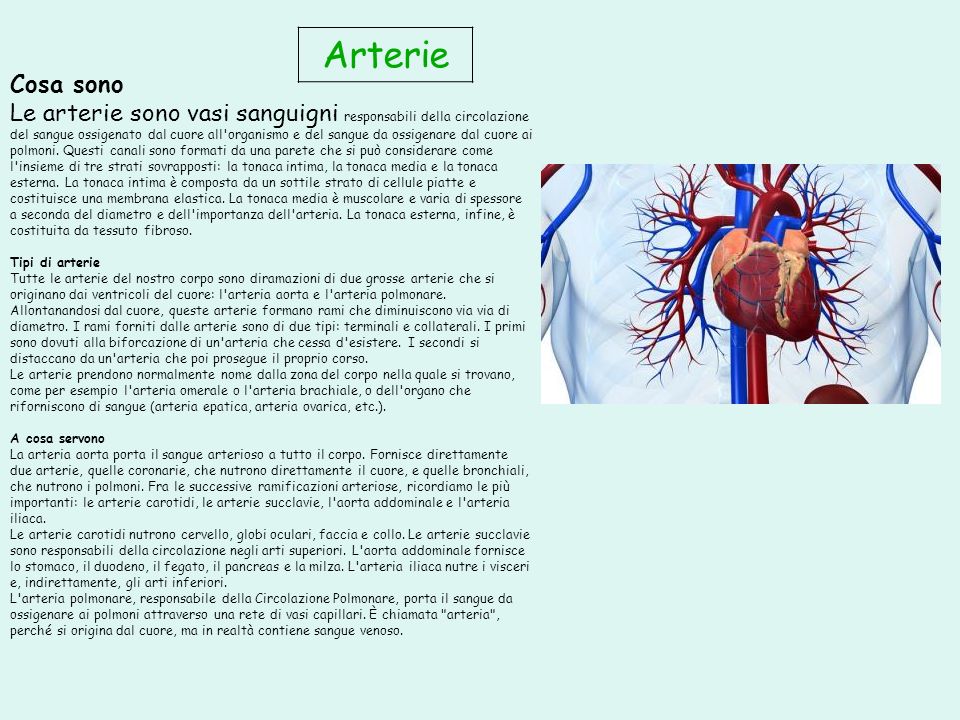 Arterie