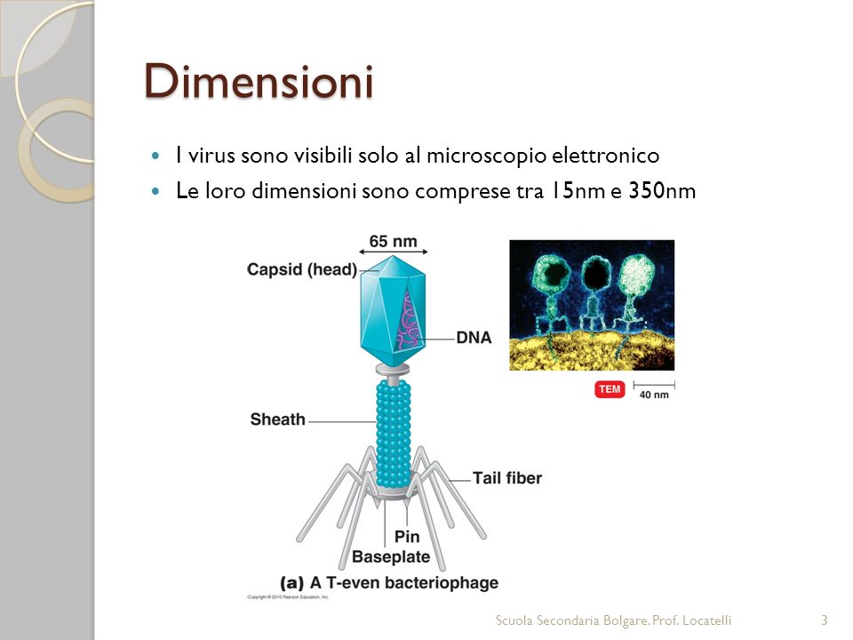 Dimensioni I virus sono visibili solo al microscopio elettronico