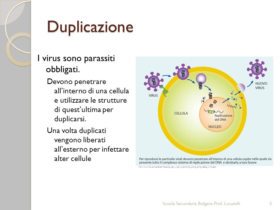 Duplicazione I virus sono parassiti obbligati.