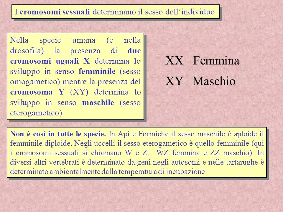 I cromosomi sessuali determinano il sesso dell’individuo