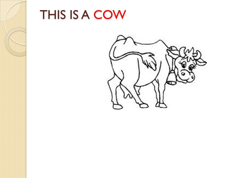 THIS IS A COW