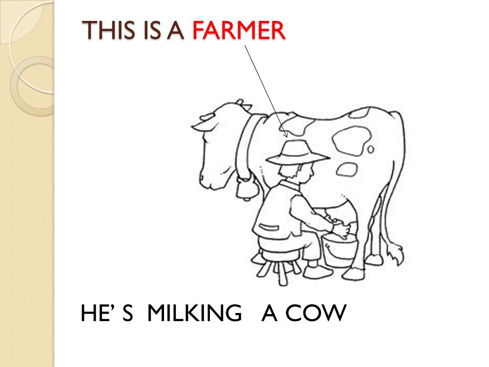 THIS IS A FARMER HE’ S MILKING A COW