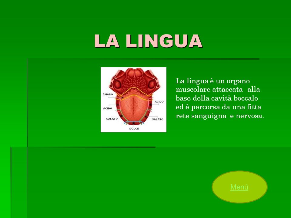 LA LINGUA La lingua è un organo muscolare attaccata alla base della cavità boccale ed è percorsa da una fitta rete sanguigna e nervosa.