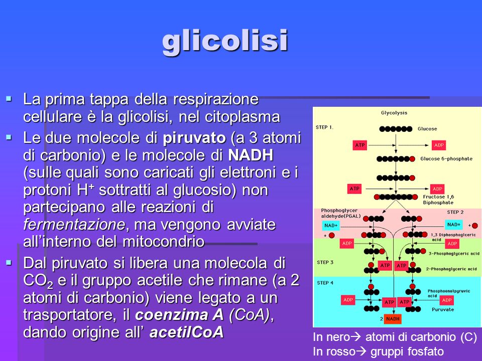 glicolisi La prima tappa della respirazione cellulare è la glicolisi, nel citoplasma.