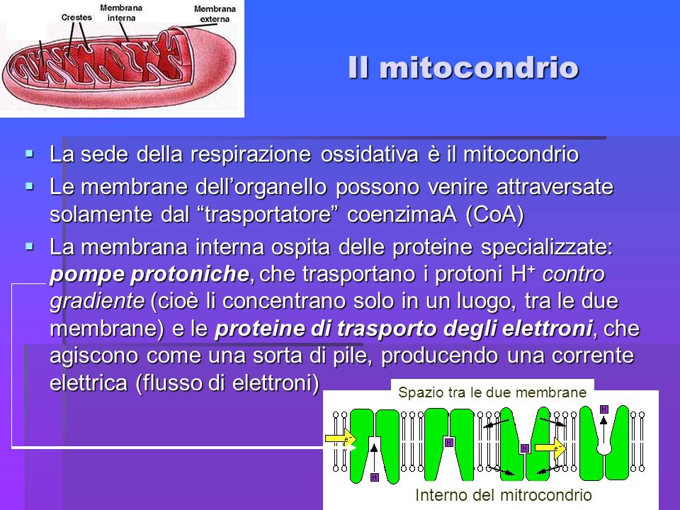 Il mitocondrio La sede della respirazione ossidativa è il mitocondrio