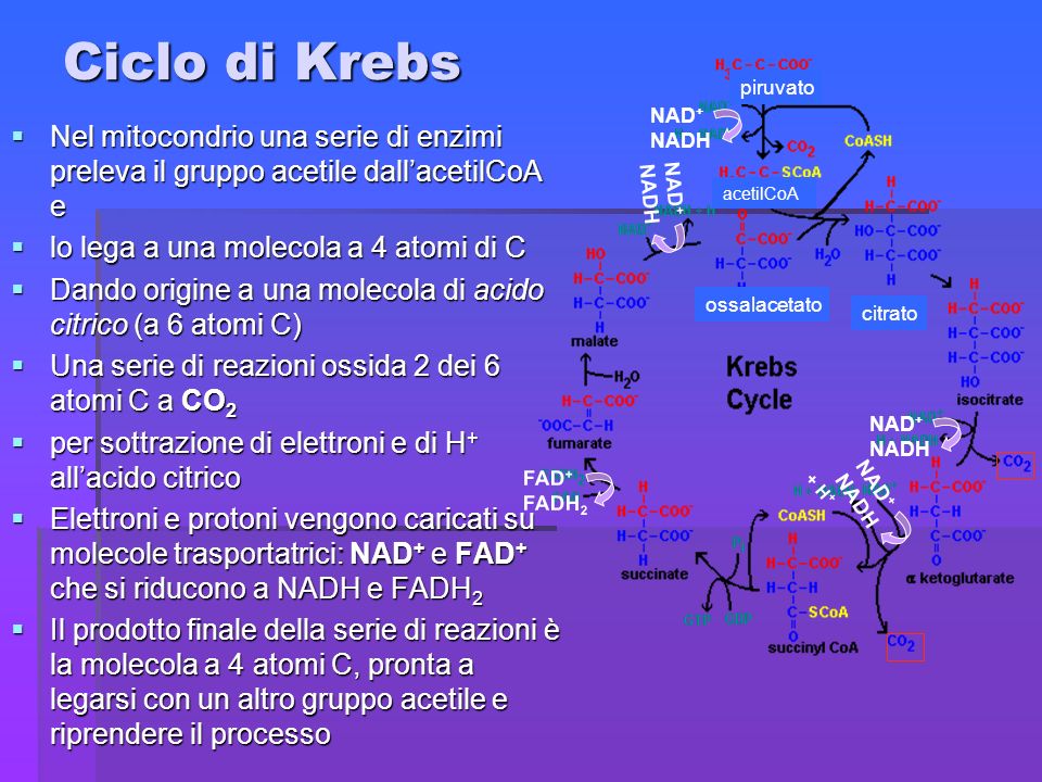 Ciclo di Krebs NAD+ NADH. FAD+ FADH2. + H+ ossalacetato. citrato. piruvato. acetilCoA.