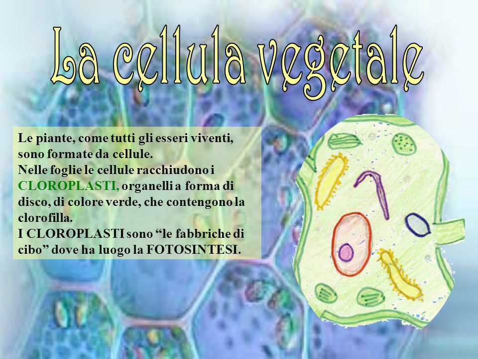La cellula vegetale Le piante, come tutti gli esseri viventi, sono formate da cellule.