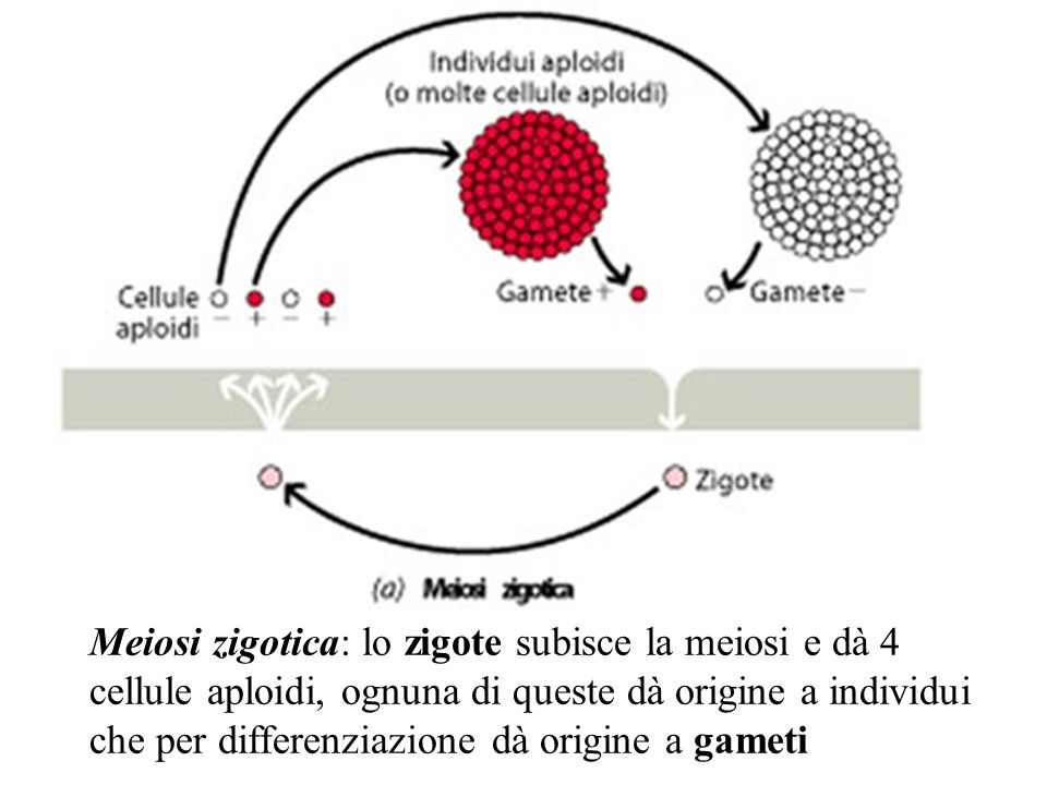 Meiosi zigotica: lo zigote subisce la meiosi e dà 4 cellule aploidi, ognuna di queste dà origine a individui che per differenziazione dà origine a gameti