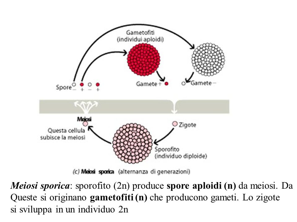 Meiosi sporica: sporofito (2n) produce spore aploidi (n) da meiosi. Da