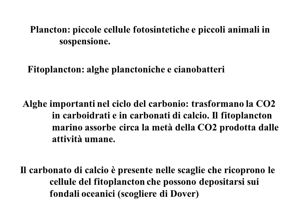 Plancton: piccole cellule fotosintetiche e piccoli animali in