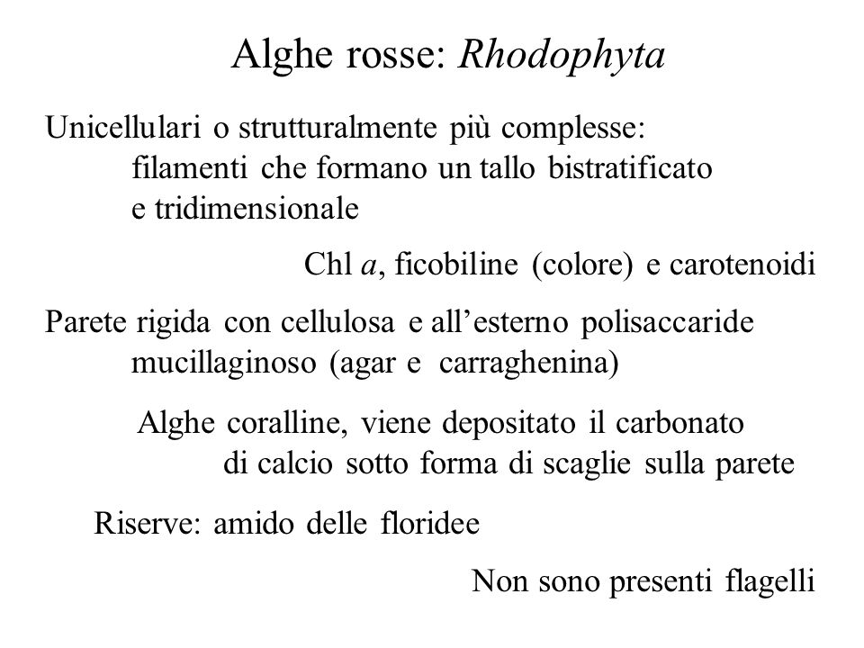 Alghe rosse: Rhodophyta