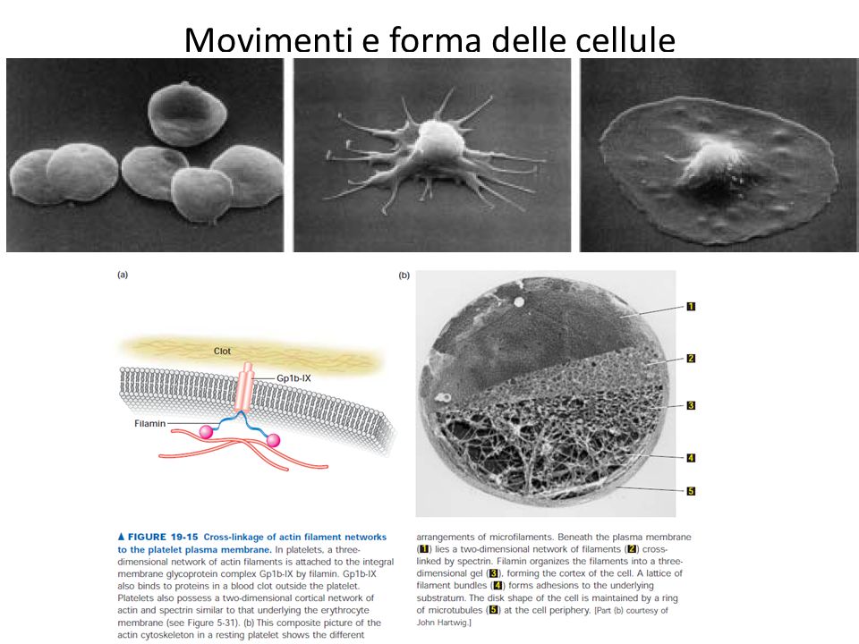 Movimenti e forma delle cellule