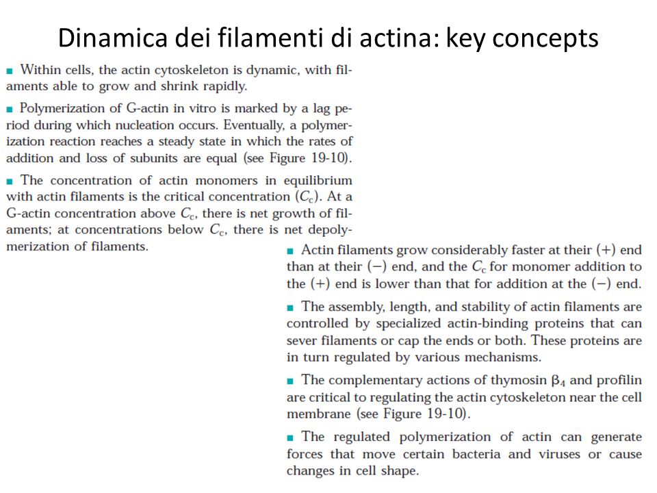 Dinamica dei filamenti di actina: key concepts