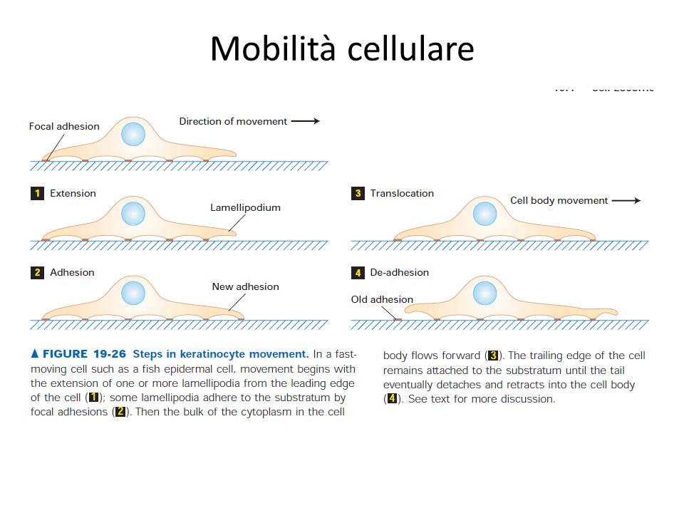 Mobilità cellulare