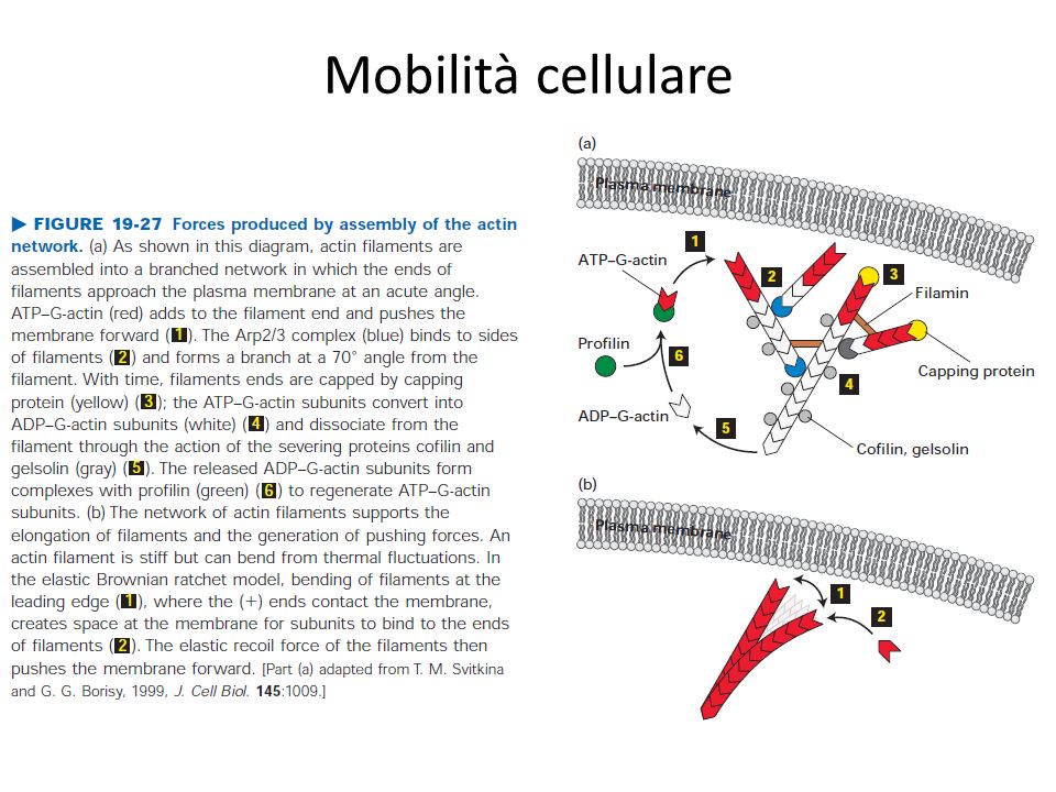 Mobilità cellulare